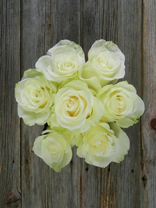 MONDIAL  WHITE ROSE WITH GREENISH CAST ON OUTER PETALS